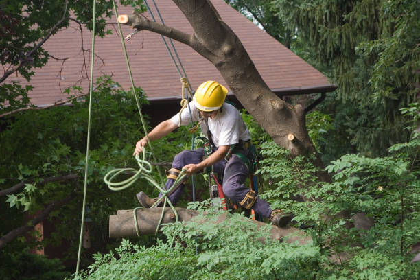 Bell Acres, PA Tree Services Company