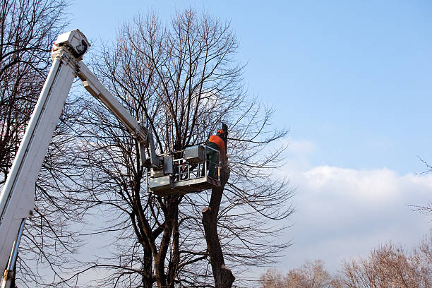 How Our Tree Care Process Works  in  Bell Acres, PA